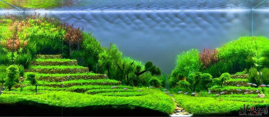 专业鱼缸造景,专业指导养三湖鱼,灯鱼,热带鱼,龙鱼,虹鱼造景
